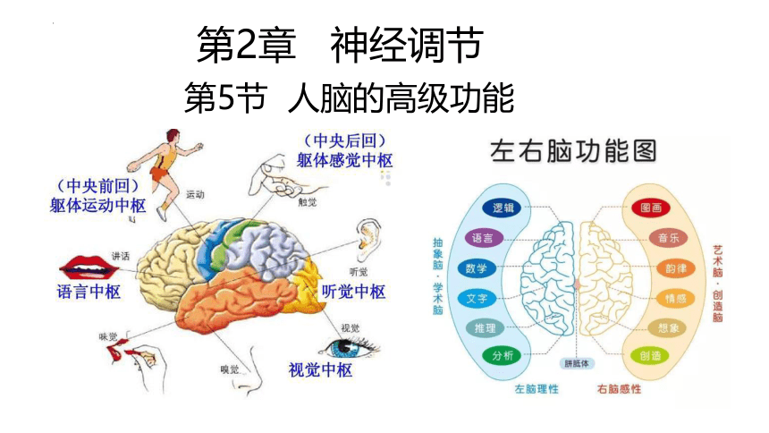 生物人教版2019选择性必修1 2.5 人脑的高级功能（共22张ppt）