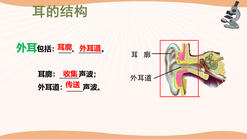 3.5.4人体对周围世界的感知（第2课时）课件(共41张PPT)2022-2023学年济南版生物七年级下册