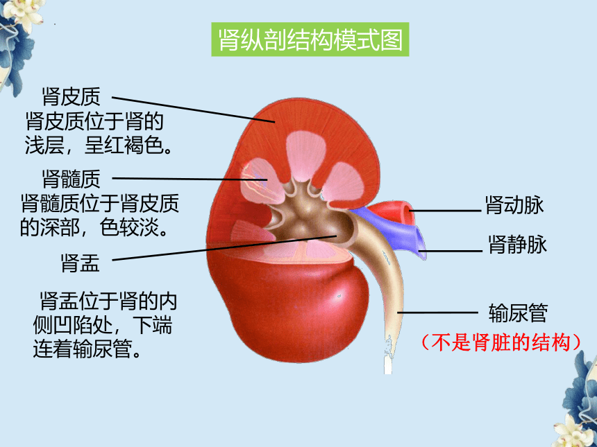 3.4.1尿的形成和排出课件(共26张PPT) 济南版生物七年级下册