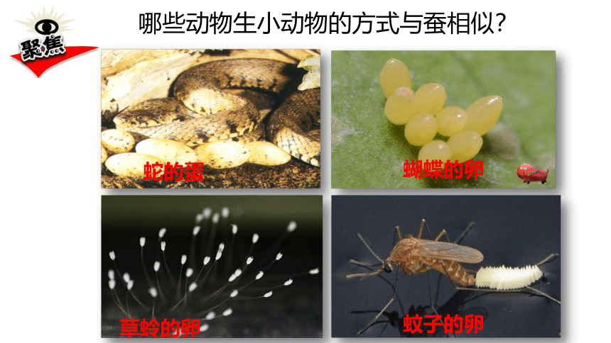 教科版科学 三年级下册 2.7动物的繁殖 （课件13ppt）