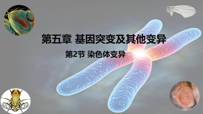 生物人教版（2019）必修2 5.2染色体变异（共61张ppt）