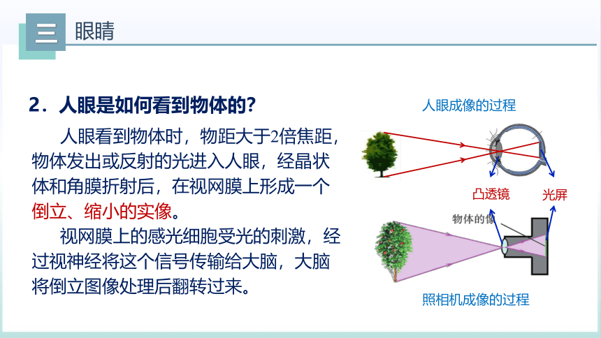 5.4眼睛和眼镜 课件(共31张PPT)2023-2024学年人教版物理八年级上册