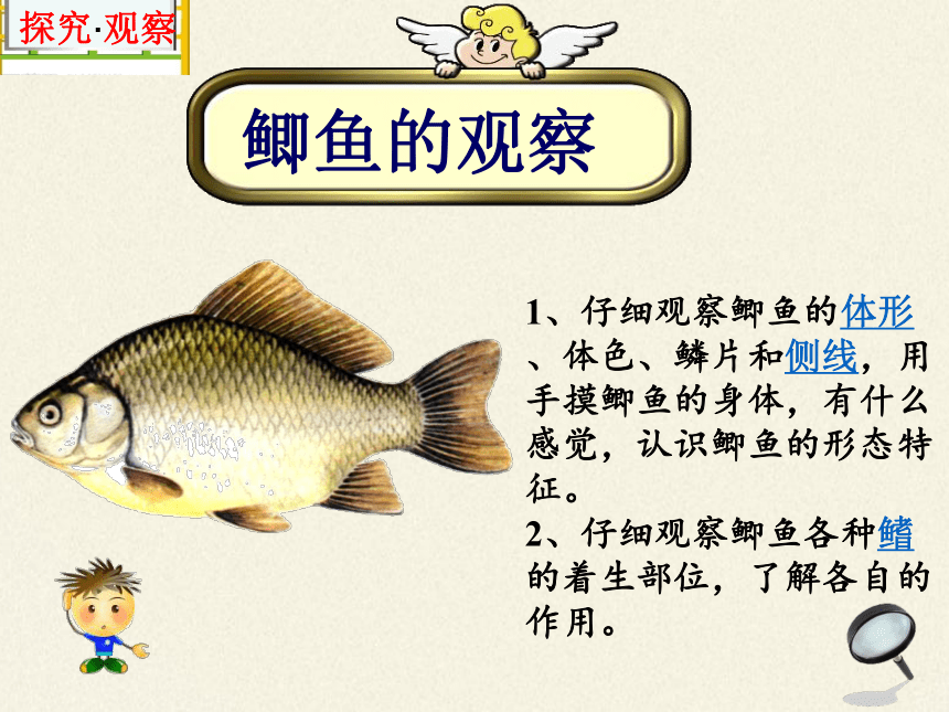 冀教版生物七年级上册 第四章 第六节  鱼类课件（共24张PPT）