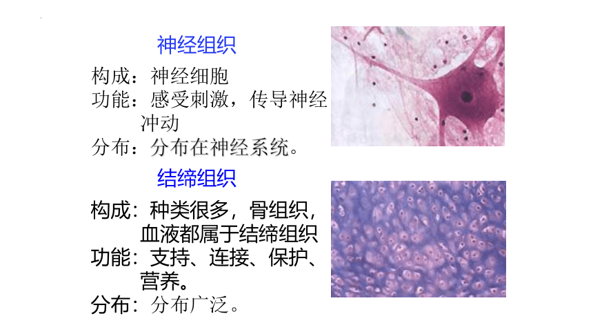 2.2.2 动物体的结构层次课件(共20张PPT)2022--2023学年人教版生物七年级上册