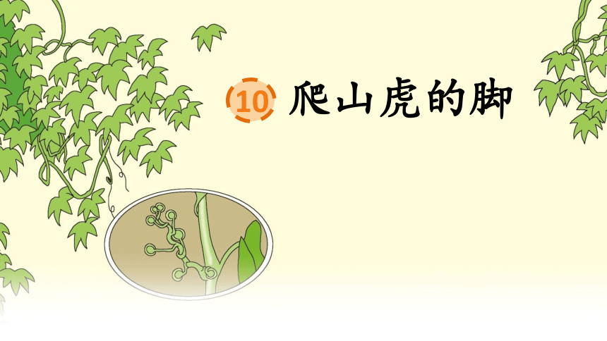 10爬山虎的脚  课件 (共24张PPT)