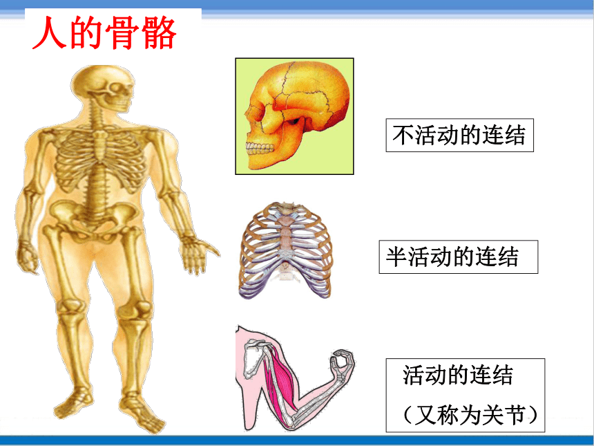 济南版七年级生物上册 2.2.3《动物的运动》课件（20张ppt）