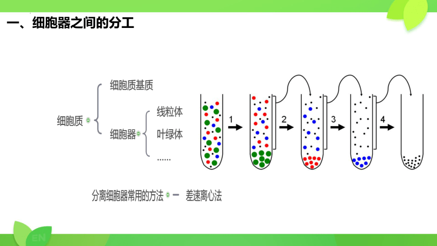 3.2 细胞器之间的分工合作课件-(共21张PPT)人教版必修1