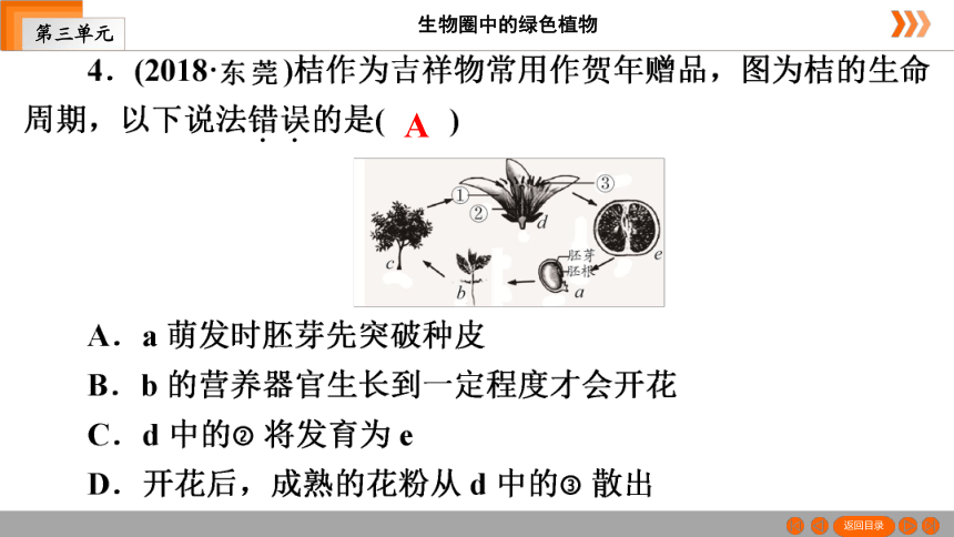 人教版生物七年级上册 第3单元　第2章被子植物的一生本章知识网络 课件（共26张PPT）