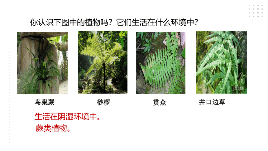 第5节 常见的植物(第2课时）（课件 17张PPT）