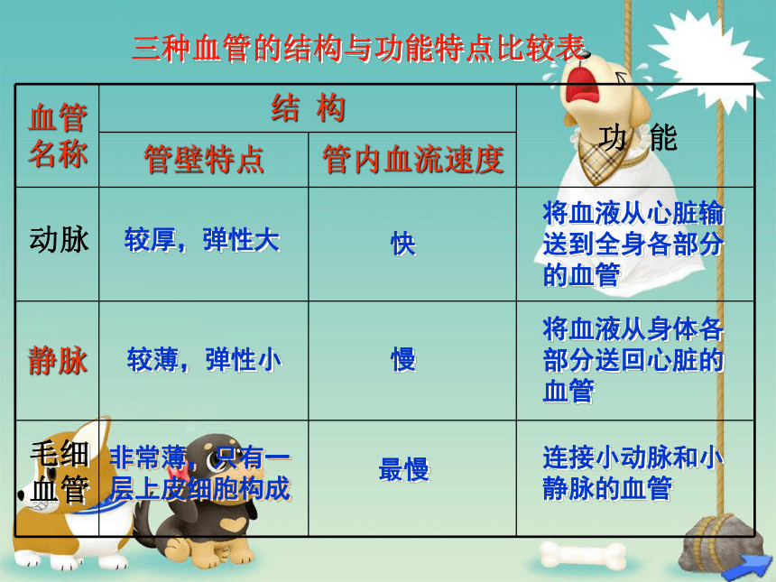 苏教版生物七年级下册 第十章 第二节 人体的血液循环课件(共16张PPT)