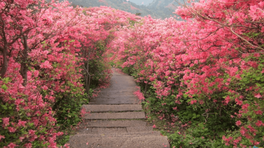 3 开满鲜花的小路 （课件）(共26张PPT)