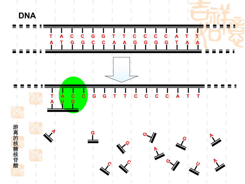 苏教版高中生物必修2第2章第三节《基因控制蛋白质的合成》微课教学课件(共37张PPT)