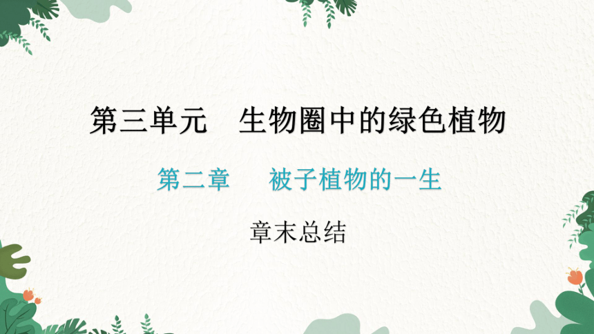 人教版生物七年级上册 第三单元生物圈中的绿色植物章末总结第二章被子植物的一生课件(共31张PPT)