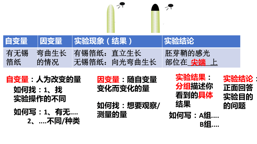 5.1植物生长素课件-(共19张PPT)人教版（2019）选择性必修1