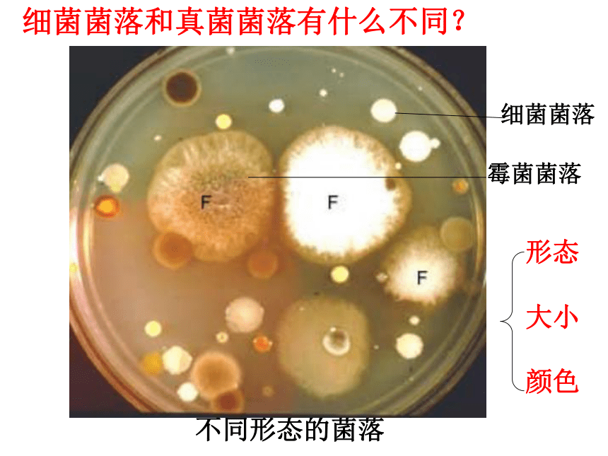 5.4.1  细菌和真菌的分布课件（共41张ppt）
