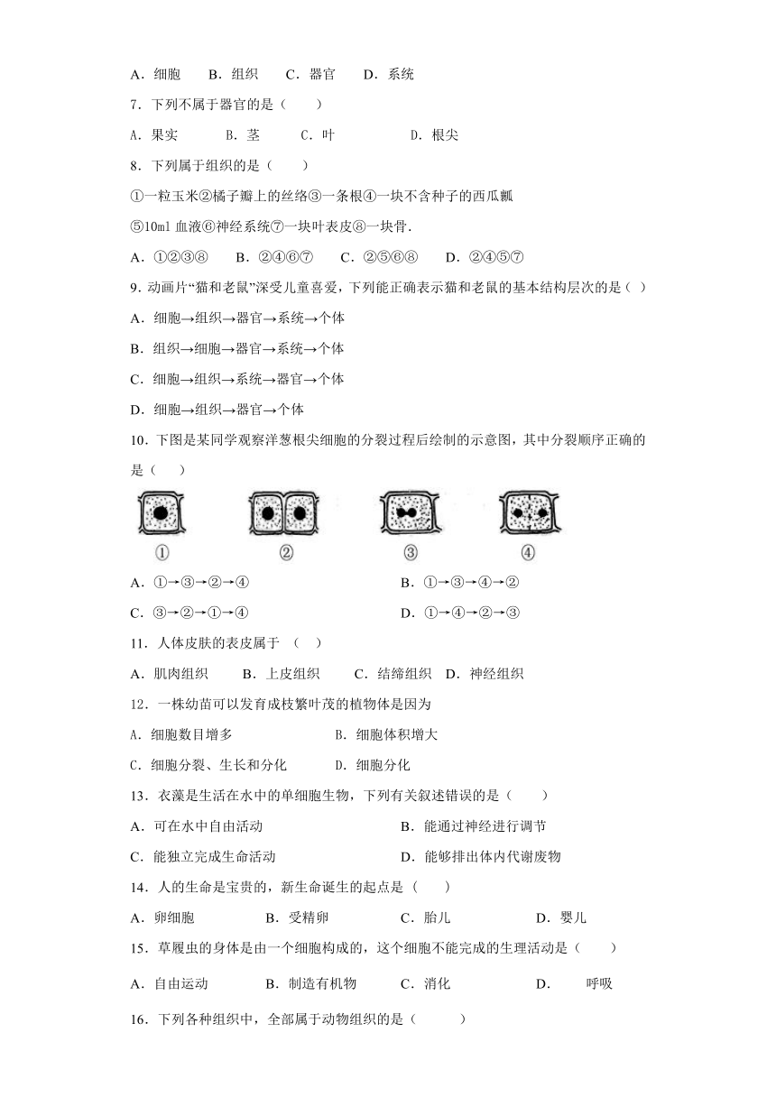 人教版生物七年级上第二单元第二章《细胞怎样构成生物体》测试题（word版含答案）
