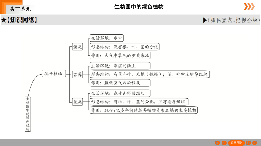 人教版生物七年级上册  第3单元　第1章　生物圈中有哪些绿色植物本章知识网络 课件（共19张PPT）