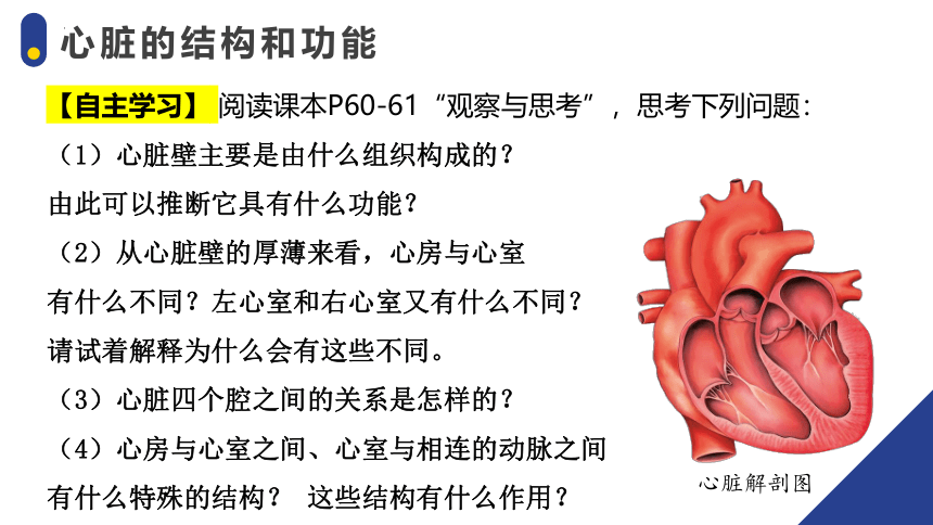 4.4.3输送血液的泵——心脏（核心课件）-2023-2024学年七年级生物下册备课核心课件（人教版）(共19张PPT)