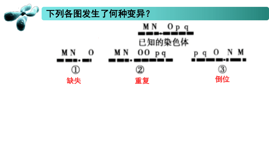 3.1 染色体变异及其应用  课件(共50张PPT) 2022-2023学年高一生物 苏教版2019必修2