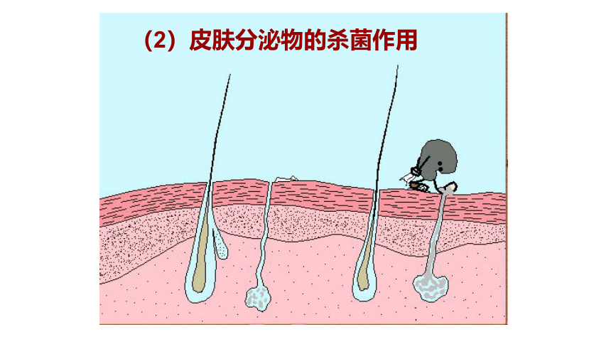 冀少版生物七年级下册2.6.1免疫课件(共22张PPT)