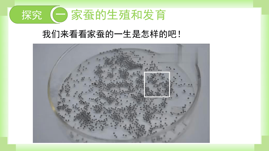 人教版生物八年级下册课件7-1-2昆虫的生殖和发育(共30张PPT)