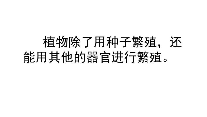 2.5 不用种子怎样繁殖 课件(39张ppt)