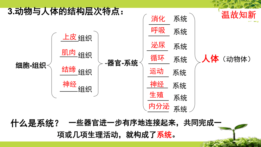 9.3 单细胞的生物体（第1课时）课件七年级生物下册（苏科版）（共29张PPT）