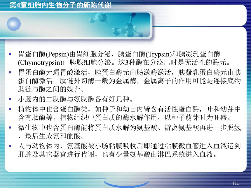 4.细胞内生物分子的新陈代谢_4 课件(共29张PPT）- 《环境生物化学》同步教学（机工版·2020）