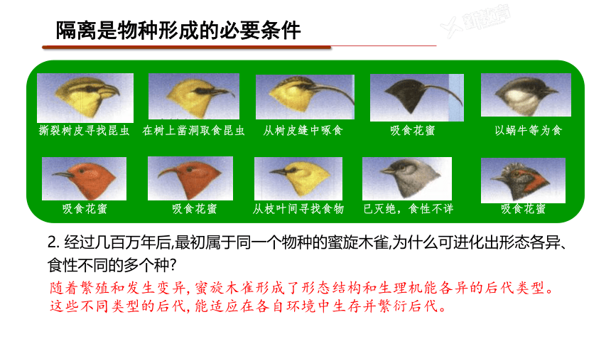 6.3 物种形成与生物多样性课件(共24张PPT) 高中生物 北师大版 必修二