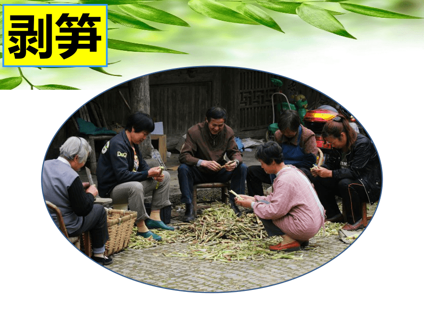 舌尖上的安吉——笋 （课件） 综合实践活动五年级上册 全国通用