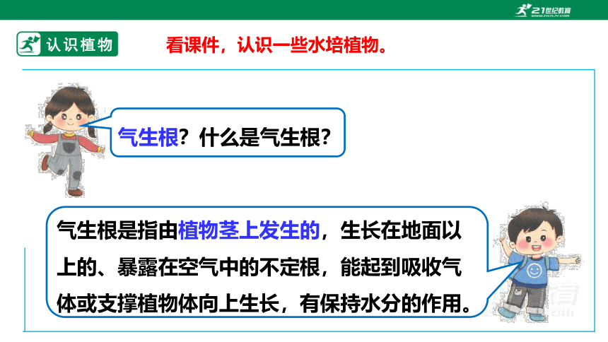 浙教版劳动一年级上项目四 任务二《选种水培植物》课件