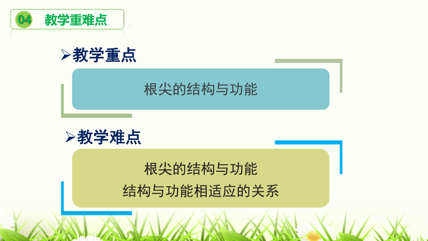 2022-2023学年济南版生物八年级上册 (共20张PPT) 4.1.5  根尖的结构与功能（第1课时）说课课件 (共20张PPT)