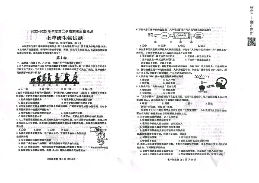 山东省青岛市城阳区2022-2023学年七年级下学期期末考试生物试题（PDF版无答案）