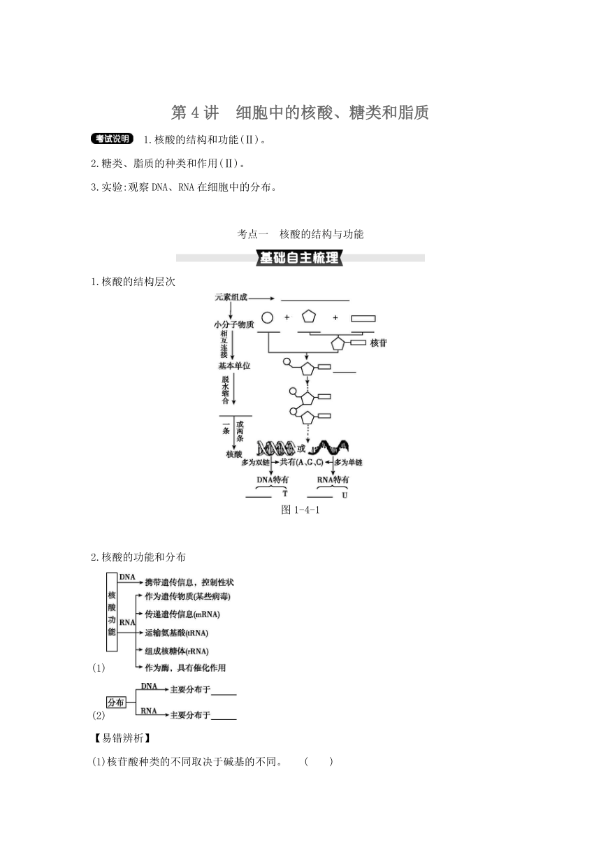 考点梳理&同步真题：第4讲   细胞中的核酸、糖类和脂质（含答案详解）