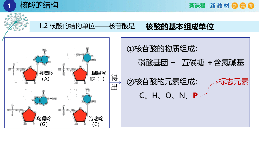 2.5核酸是遗传信息的携带者（2课时）(课件共22张PPT)