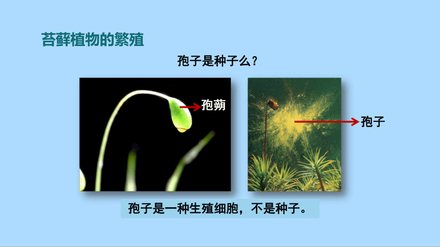 冀教版生物七年级上册1.3.4 苔藓植物和蕨类植物课件(共15张PPT)