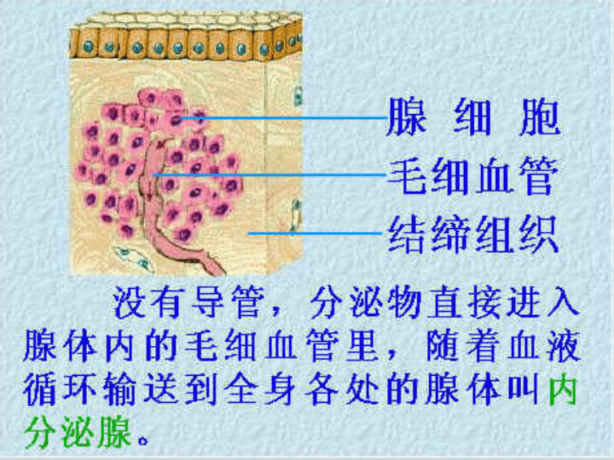 济南版七年级下册生物 5.1人体的激素调节 课件（41张PPT）