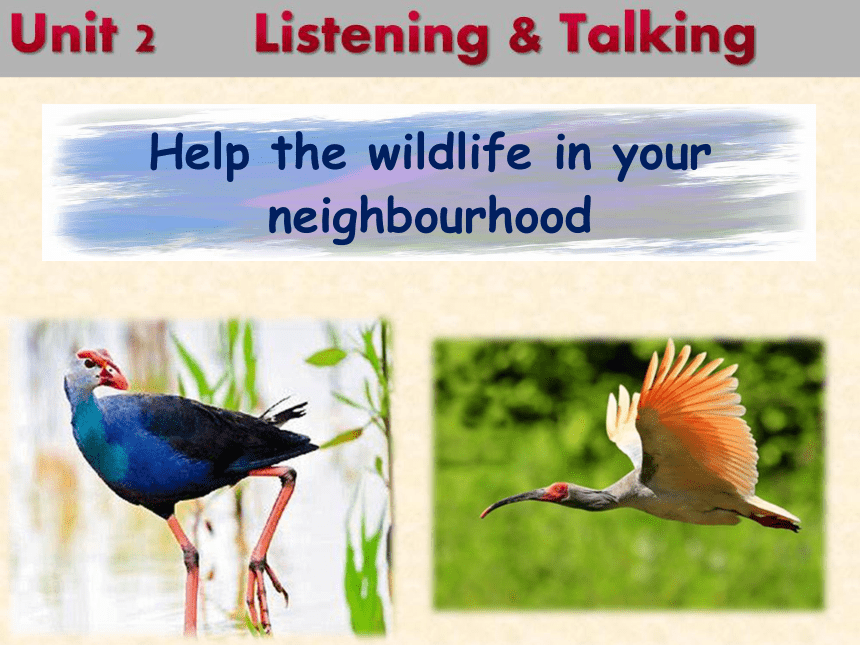 人教版（2019）必修第二册Unit 2  Wildlife protection Listening and Talking 课件 （12张ppt）