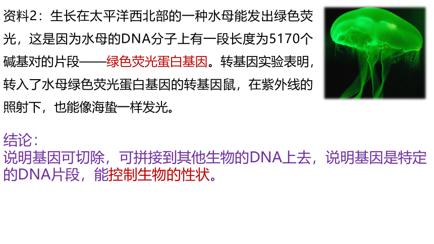 3.4 基因通常是具有遗传效应的DNA片段(共23张PPT)-2023-2024学年高一生物（人教版2019必修2）