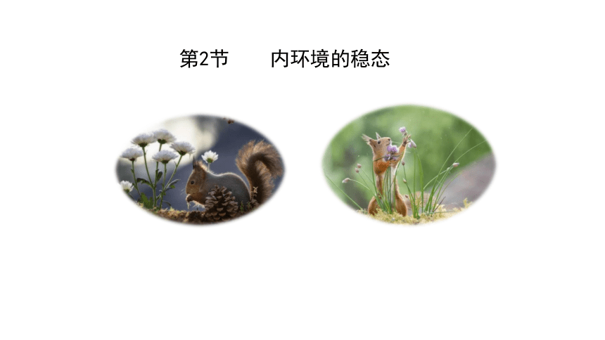 高中生物选修一 1.2 内环境的稳态 课件(共27张PPT)