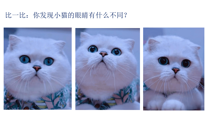 浙美版二年级下册17.可爱的猫咪课件（46张PPT内嵌视频)