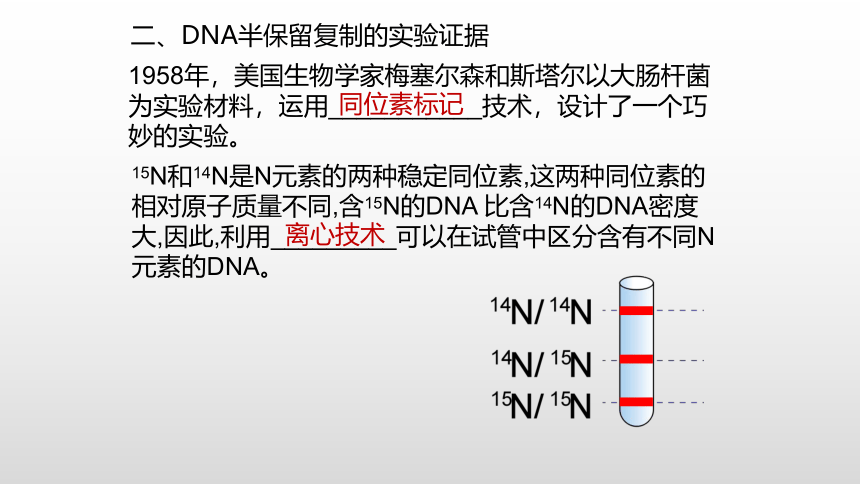 生物人教版（2019）必修2 3.3DNA的复制课件（共36张PPT）