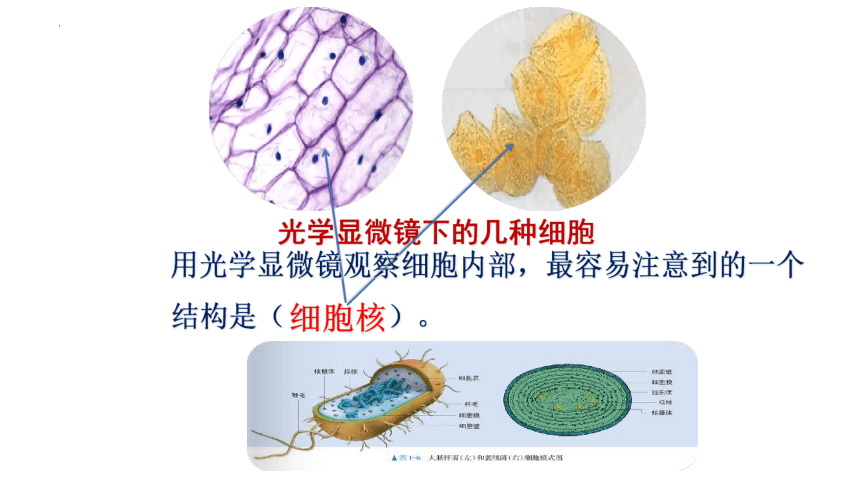 3.3 细胞核的结构与功能课件(共27张PPT)-人教版（2019）必修1