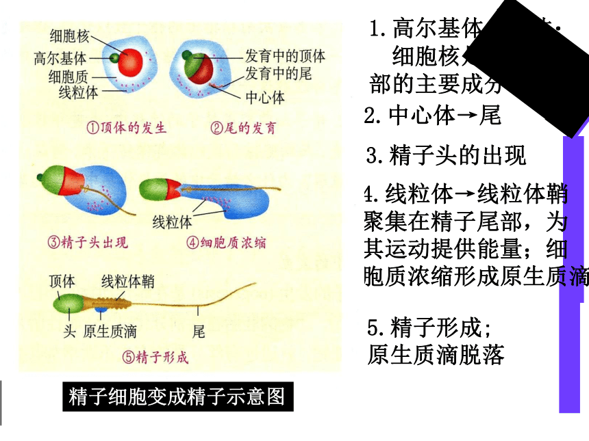 3.1 体内受精和早期胚胎发育课件2020-2021学年高二生物人教版选修三 （68张ppt）