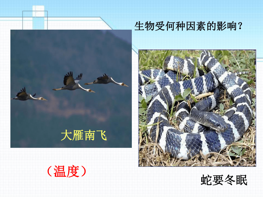 1.1.2生物与环境的相互影响1北师大版七年级上册生物课件（共19张PPT）