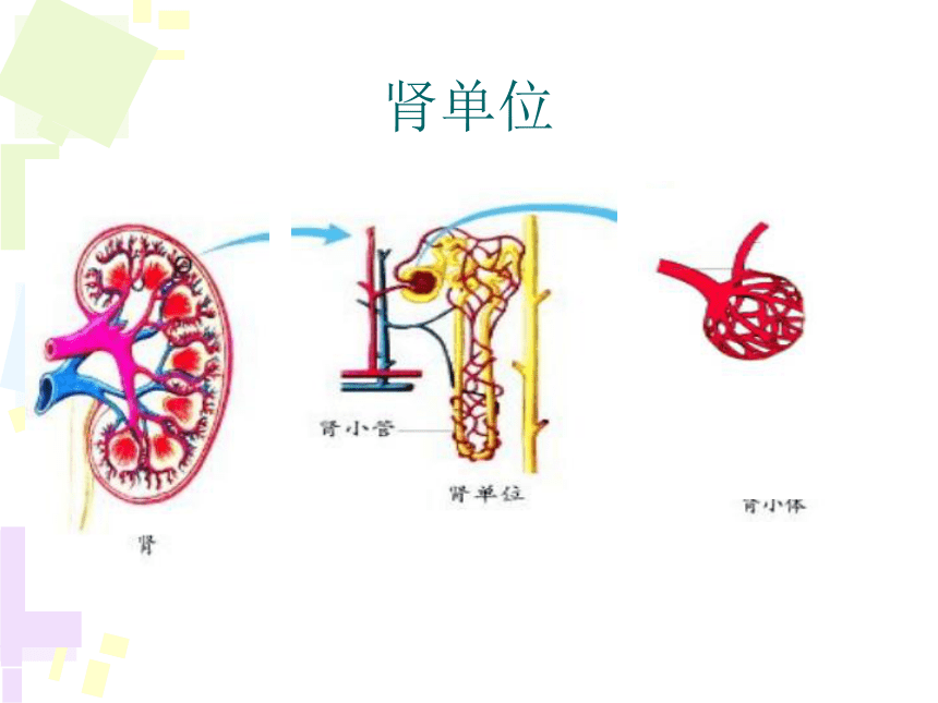 济南版 七下 4.1 尿液的形成和排出 课件（22张PPT）