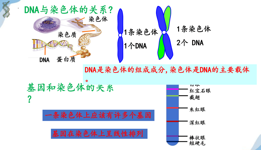 3.4基因通常是有遗传效应的DNA片段课件（共25页ppt）-人教版必修2