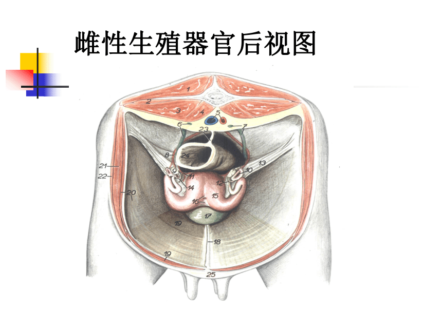 8 生殖系统-1  课件(共63张PPT) 《畜禽解剖生理学》同步教学（高教版）