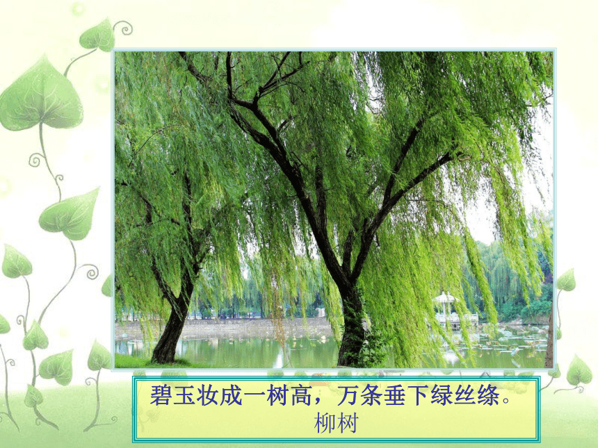 人美版（北京） 二年级下册美术 第4课 美丽的植物（认识身边的树） 课件（29张PPT）