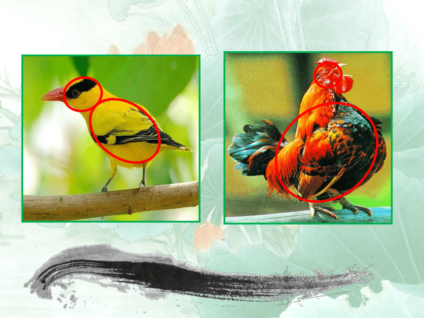 苏少版四年级美术下册课件-第6课　鸟和家禽 (共25张PPT)